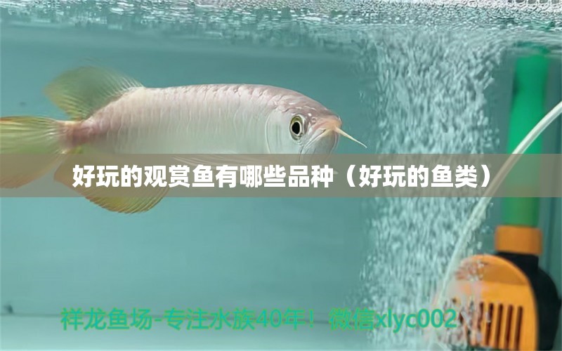 好玩的觀賞魚(yú)有哪些品種（好玩的魚(yú)類）