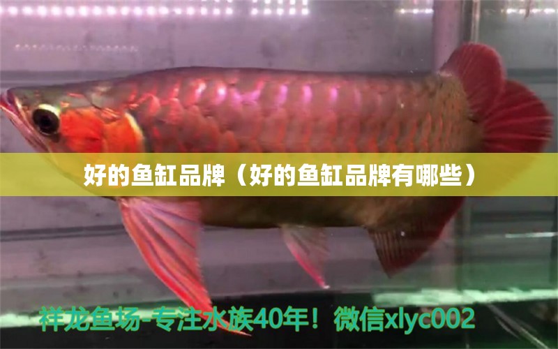 好的魚(yú)缸品牌（好的魚(yú)缸品牌有哪些）