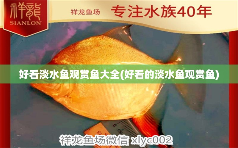 好看淡水魚觀賞魚大全(好看的淡水魚觀賞魚) 羅漢魚批發(fā)