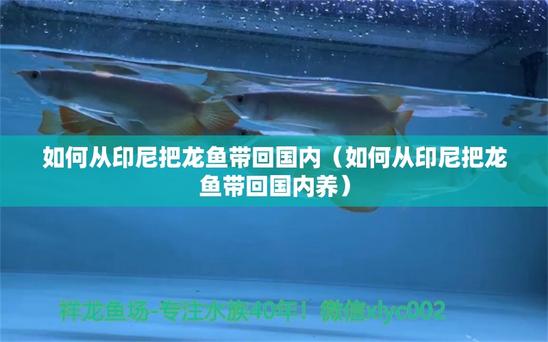 如何從印尼把龍魚帶回國內(nèi)（如何從印尼把龍魚帶回國內(nèi)養(yǎng)）