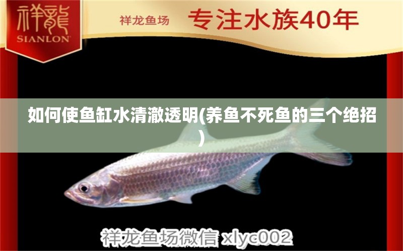 如何使魚(yú)缸水清澈透明(養(yǎng)魚(yú)不死魚(yú)的三個(gè)絕招) 藍(lán)帆三間魚(yú)