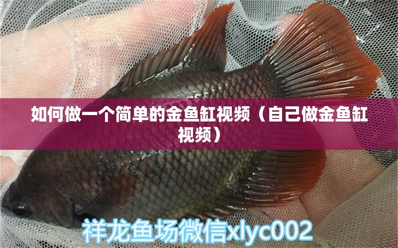 如何做一個簡單的金魚缸視頻（自己做金魚缸視頻） 廣州觀賞魚批發(fā)市場