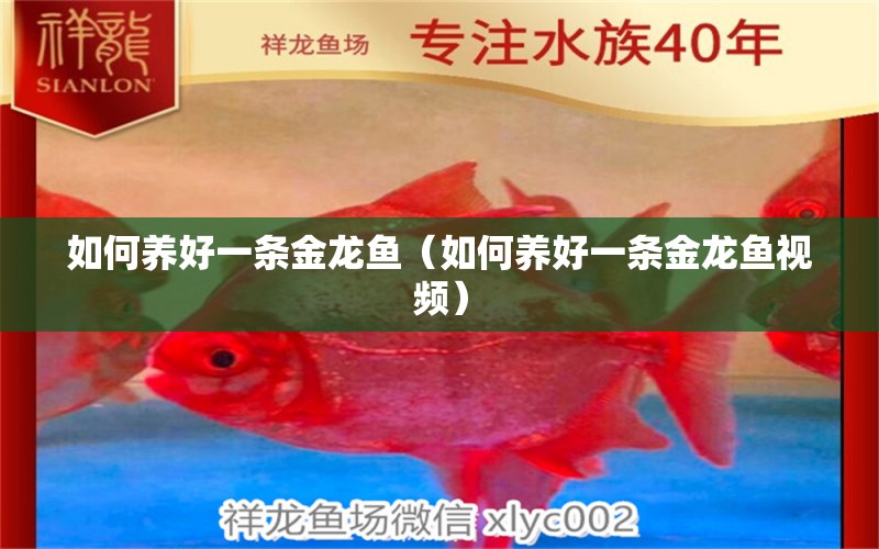 如何養(yǎng)好一條金龍魚(yú)（如何養(yǎng)好一條金龍魚(yú)視頻） 廣州龍魚(yú)批發(fā)市場(chǎng)