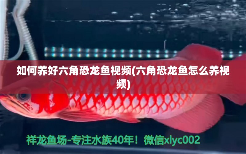 如何養(yǎng)好六角恐龍魚視頻(六角恐龍魚怎么養(yǎng)視頻) 暹羅巨鯉