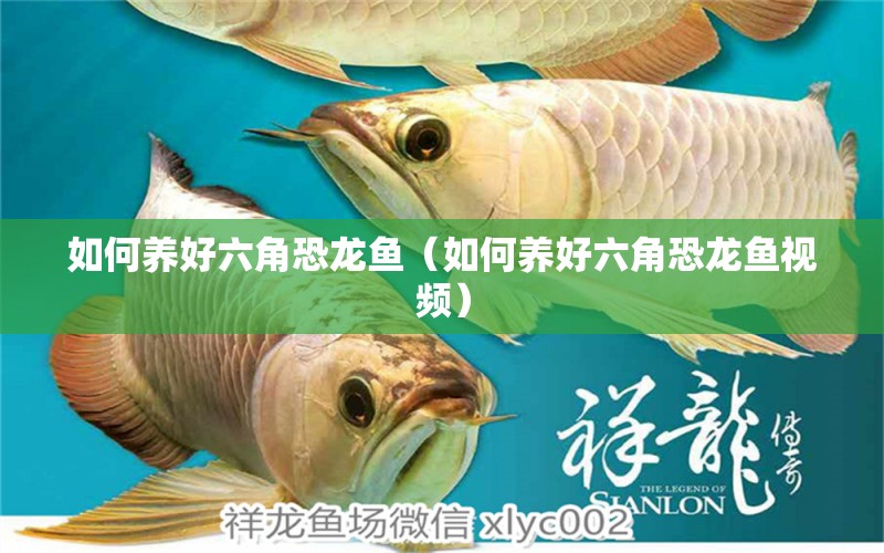 如何養(yǎng)好六角恐龍魚（如何養(yǎng)好六角恐龍魚視頻）