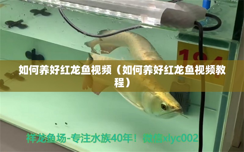 如何養(yǎng)好紅龍魚(yú)視頻（如何養(yǎng)好紅龍魚(yú)視頻教程） 廣州龍魚(yú)批發(fā)市場(chǎng)