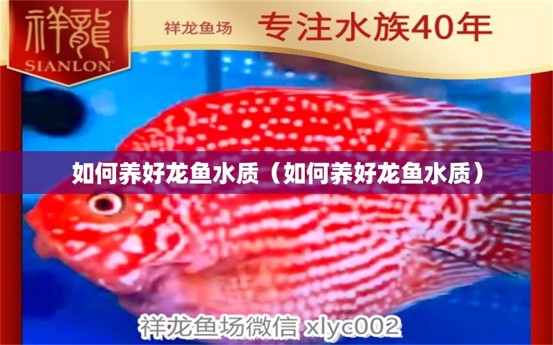 如何養(yǎng)好龍魚(yú)水質(zhì)（如何養(yǎng)好龍魚(yú)水質(zhì)） 龍魚(yú)疾病與治療