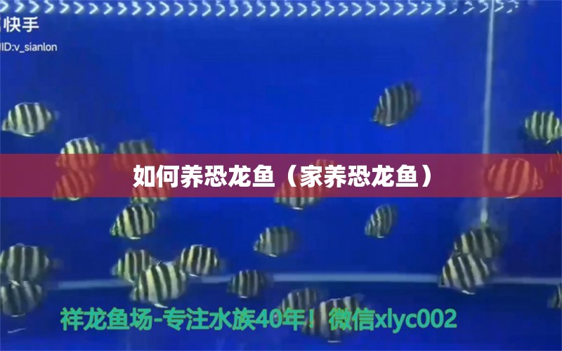 如何養(yǎng)恐龍魚（家養(yǎng)恐龍魚）