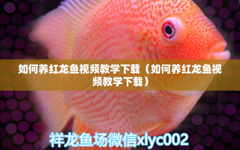 如何養(yǎng)紅龍魚(yú)視頻教學(xué)下載（如何養(yǎng)紅龍魚(yú)視頻教學(xué)下載） 廣州龍魚(yú)批發(fā)市場(chǎng)