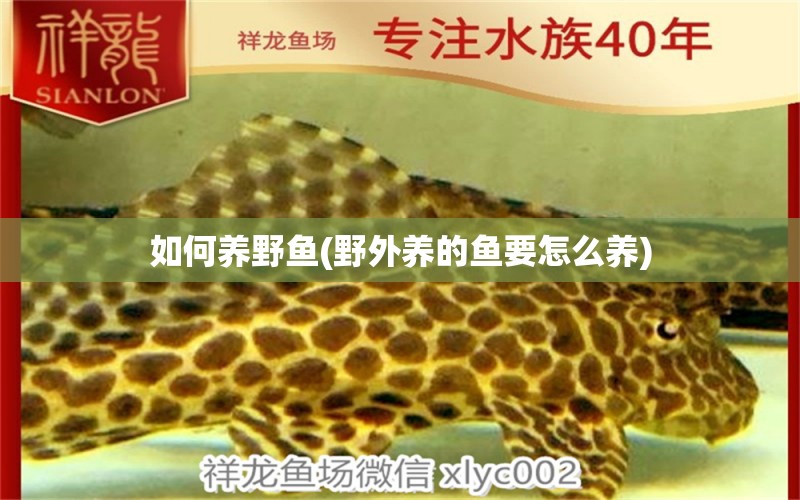 如何養(yǎng)野魚(野外養(yǎng)的魚要怎么養(yǎng)) 白子關(guān)刀魚