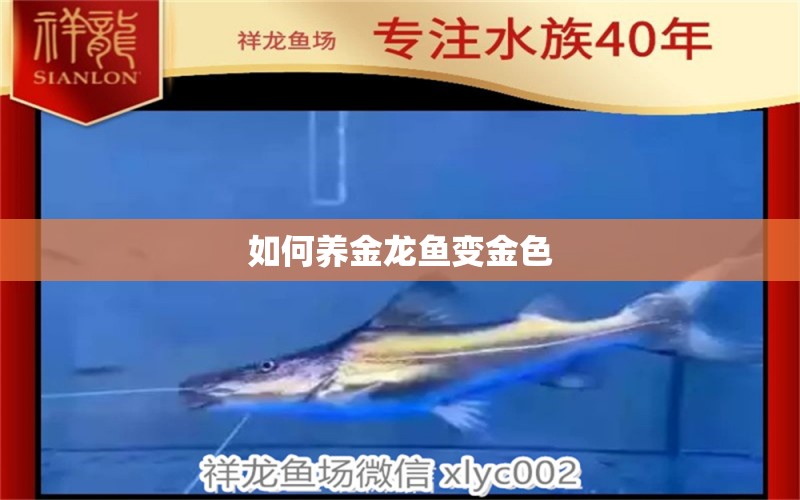 如何養(yǎng)金龍魚變金色 祥龍魚場