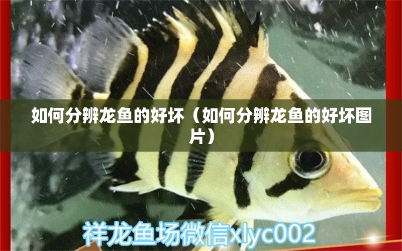 如何分辨龍魚的好壞（如何分辨龍魚的好壞圖片）