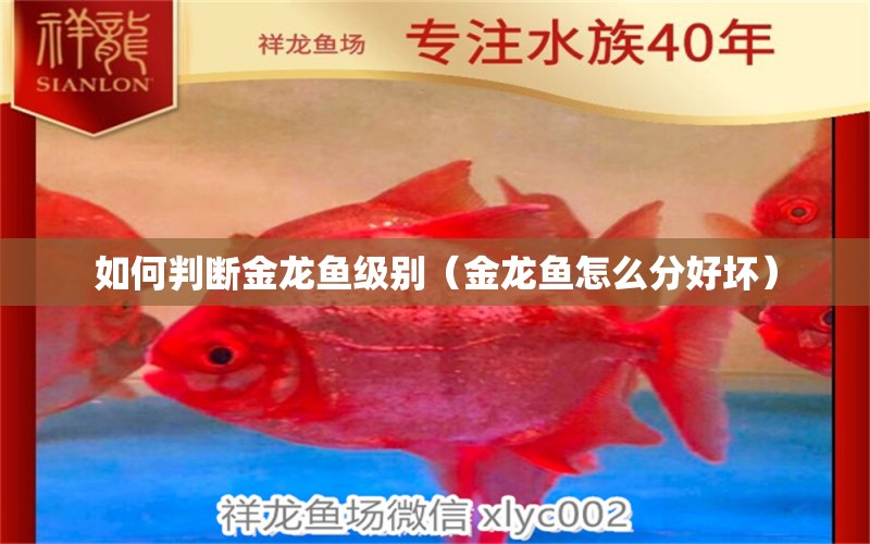 如何判斷金龍魚級別（金龍魚怎么分好壞）