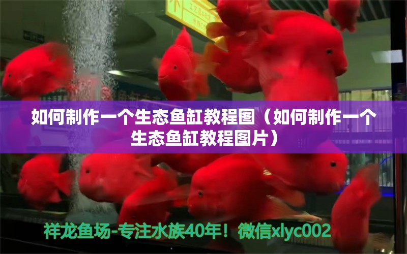 如何制作一個(gè)生態(tài)魚缸教程圖（如何制作一個(gè)生態(tài)魚缸教程圖片）