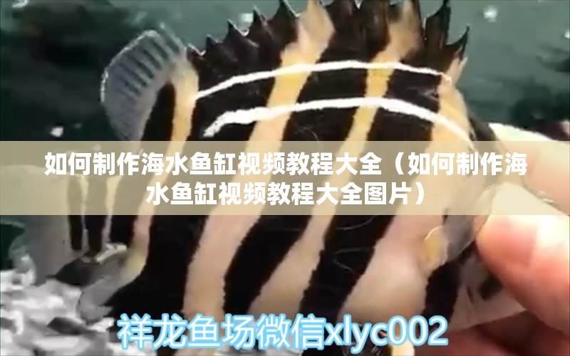 如何制作海水魚缸視頻教程大全（如何制作海水魚缸視頻教程大全圖片） 海水魚