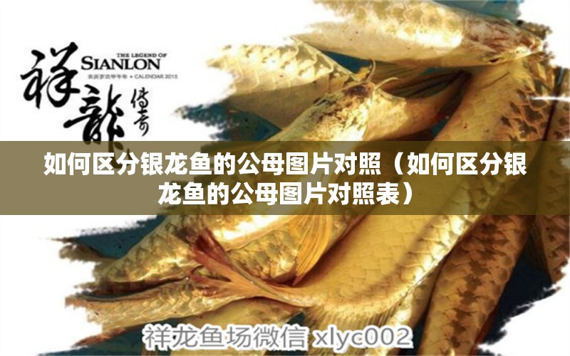 如何區(qū)分銀龍魚的公母圖片對照（如何區(qū)分銀龍魚的公母圖片對照表） 銀龍魚