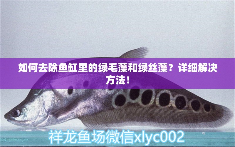 如何去除魚缸里的綠毛藻和綠絲藻？詳細(xì)解決方法！ 泰龐海鰱魚