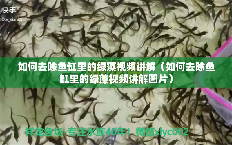 如何去除魚缸里的綠藻視頻講解（如何去除魚缸里的綠藻視頻講解圖片）