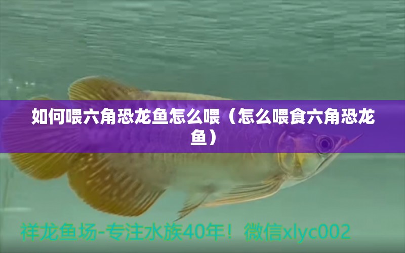 如何喂六角恐龍魚怎么喂（怎么喂食六角恐龍魚）