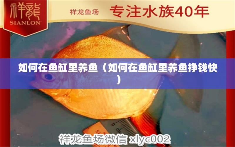 如何在魚缸里養(yǎng)魚（如何在魚缸里養(yǎng)魚掙錢快）