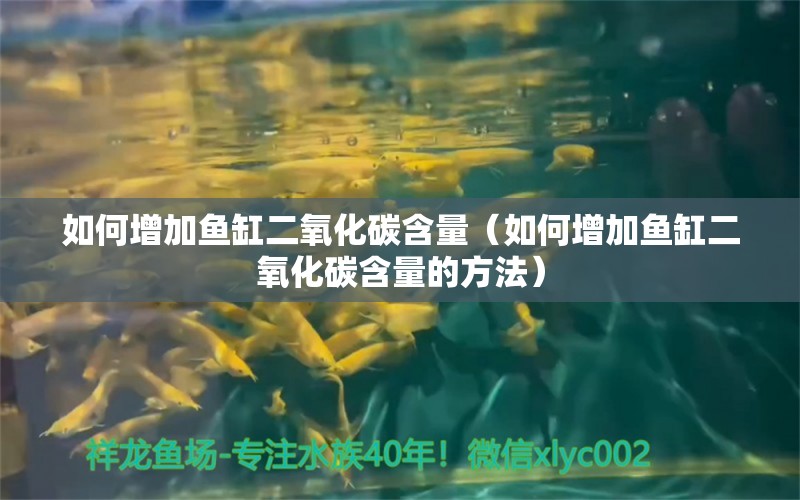 如何增加魚缸二氧化碳含量（如何增加魚缸二氧化碳含量的方法）