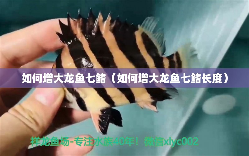 如何增大龍魚七鰭（如何增大龍魚七鰭長度） 廣州龍魚批發(fā)市場