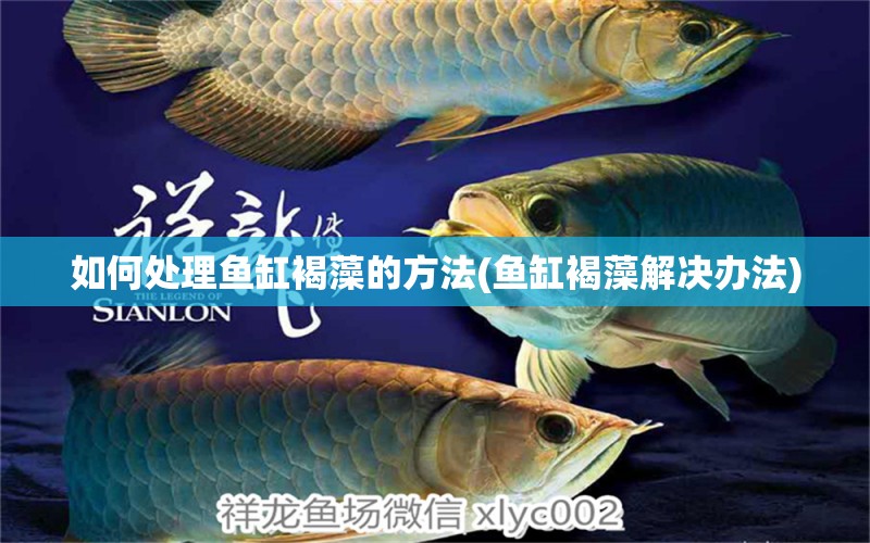 如何處理魚缸褐藻的方法(魚缸褐藻解決辦法) 成吉思汗鯊（球鯊）魚 第1張