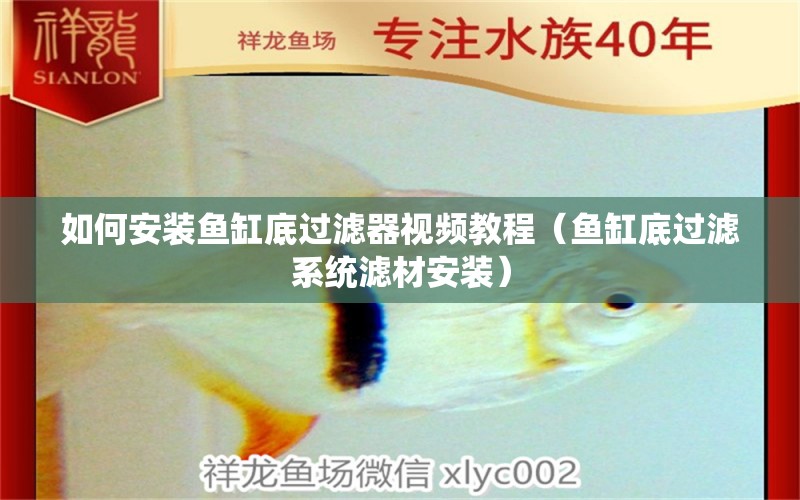 如何安裝魚缸底過濾器視頻教程（魚缸底過濾系統(tǒng)濾材安裝） 黃寬帶蝴蝶魚