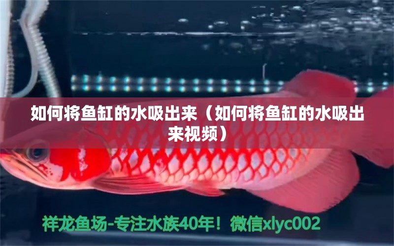 如何將魚缸的水吸出來（如何將魚缸的水吸出來視頻）