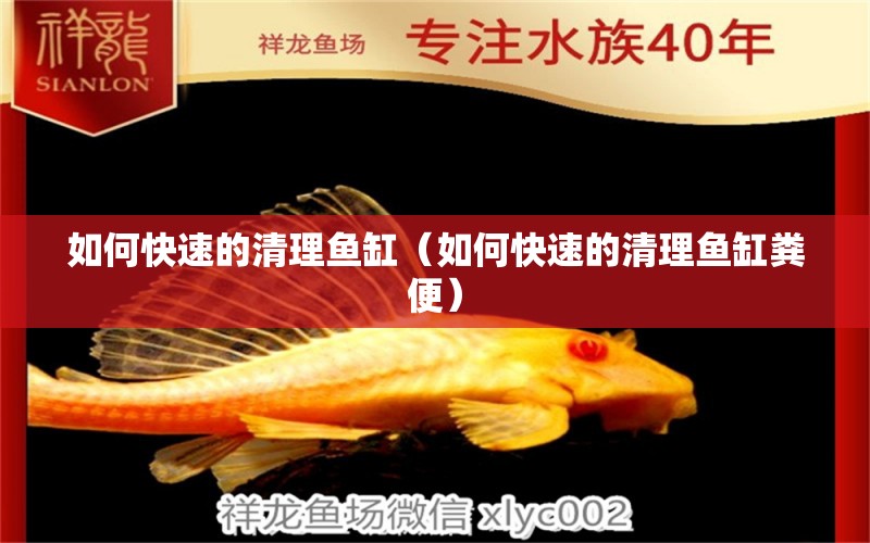 如何快速的清理魚(yú)缸（如何快速的清理魚(yú)缸糞便） 印尼四紋虎