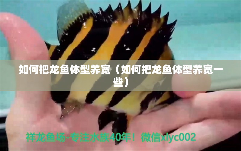 如何把龍魚體型養(yǎng)寬（如何把龍魚體型養(yǎng)寬一些） 廣州龍魚批發(fā)市場