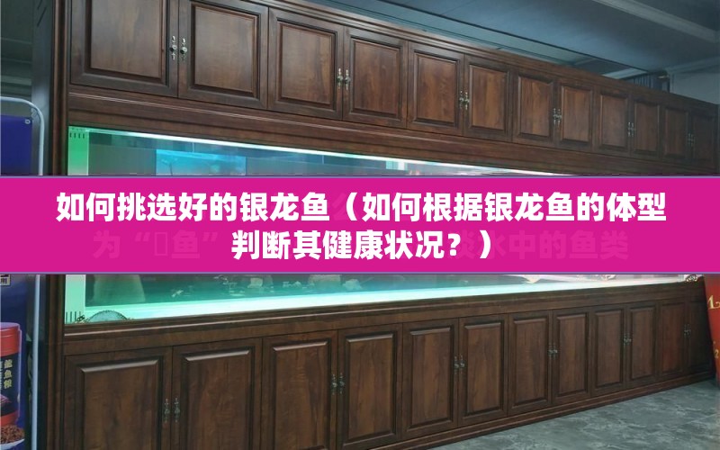 如何挑選好的銀龍魚（如何根據(jù)銀龍魚的體型判斷其健康狀況？） 水族問答 第1張