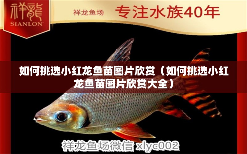 如何挑選小紅龍魚(yú)苗圖片欣賞（如何挑選小紅龍魚(yú)苗圖片欣賞大全） 廣州龍魚(yú)批發(fā)市場(chǎng)