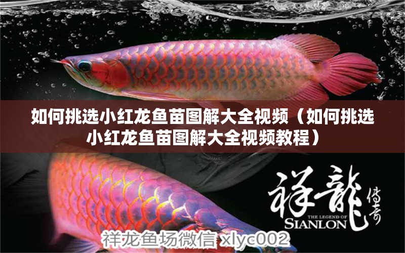 如何挑選小紅龍魚苗圖解大全視頻（如何挑選小紅龍魚苗圖解大全視頻教程）