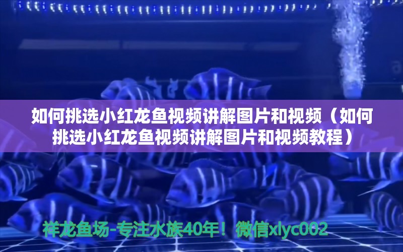 如何挑選小紅龍魚視頻講解圖片和視頻（如何挑選小紅龍魚視頻講解圖片和視頻教程）