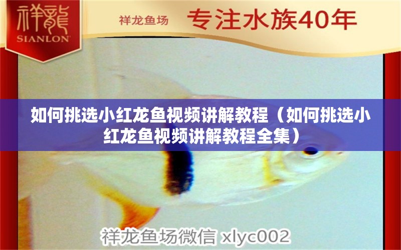 如何挑選小紅龍魚(yú)視頻講解教程（如何挑選小紅龍魚(yú)視頻講解教程全集） 廣州龍魚(yú)批發(fā)市場(chǎng)