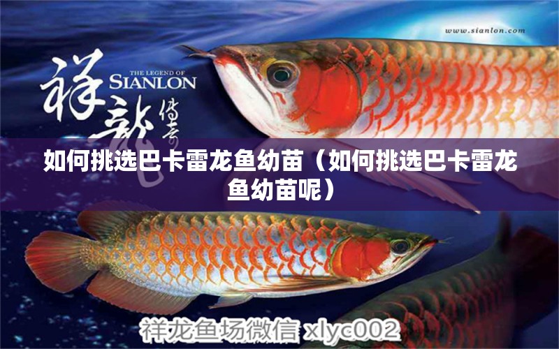 如何挑選巴卡雷龍魚幼苗（如何挑選巴卡雷龍魚幼苗呢）