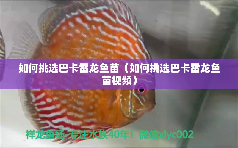 如何挑選巴卡雷龍魚苗（如何挑選巴卡雷龍魚苗視頻）