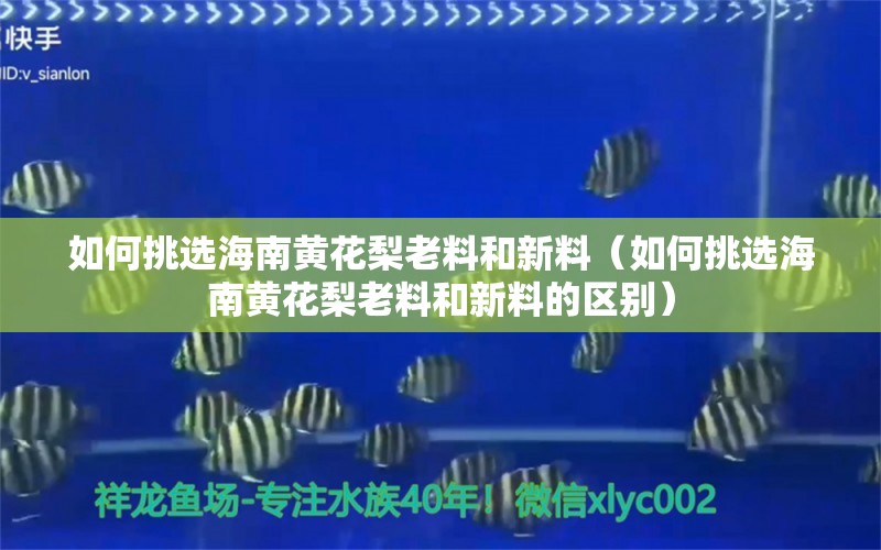 如何挑選海南黃花梨老料和新料（如何挑選海南黃花梨老料和新料的區(qū)別）