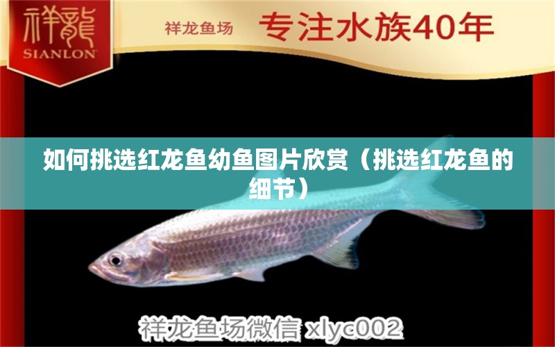 如何挑選紅龍魚(yú)幼魚(yú)圖片欣賞（挑選紅龍魚(yú)的細(xì)節(jié)）