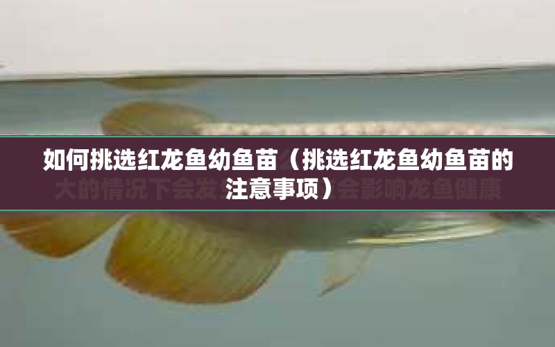 如何挑選紅龍魚幼魚苗（挑選紅龍魚幼魚苗的注意事項） 水族問答 第1張