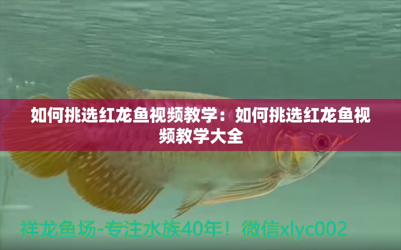 如何挑選紅龍魚視頻教學(xué)：如何挑選紅龍魚視頻教學(xué)大全