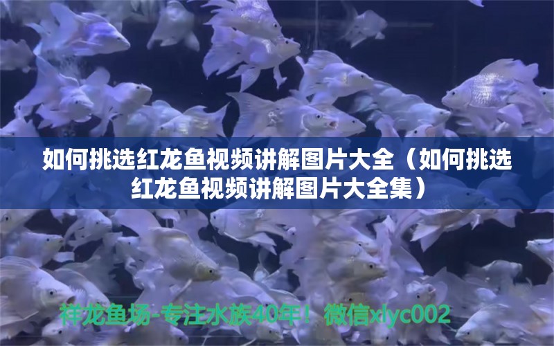 如何挑選紅龍魚視頻講解圖片大全（如何挑選紅龍魚視頻講解圖片大全集） 廣州龍魚批發(fā)市場