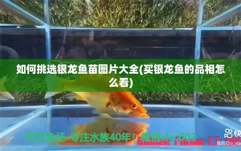 如何挑選銀龍魚苗圖片大全(買銀龍魚的品相怎么看)