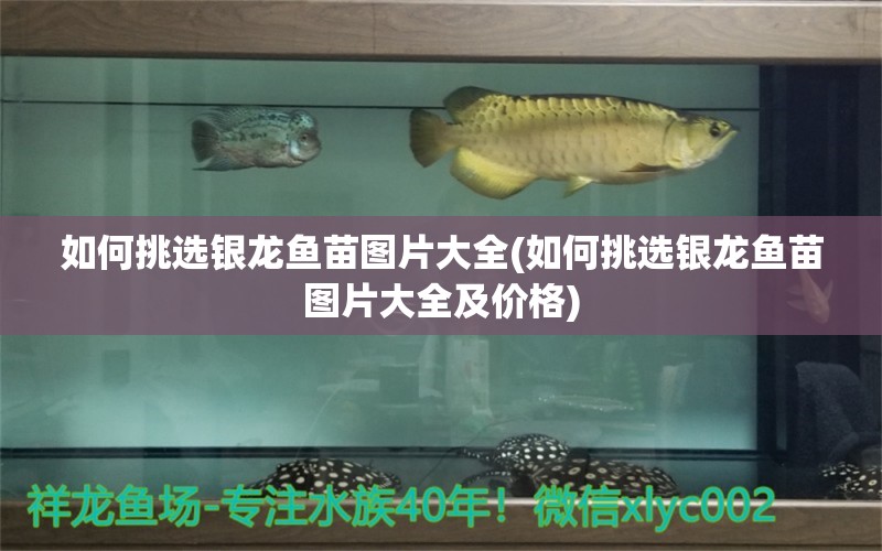 如何挑選銀龍魚苗圖片大全(如何挑選銀龍魚苗圖片大全及價(jià)格)