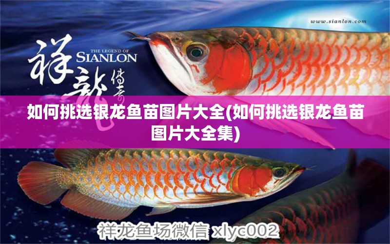 如何挑選銀龍魚苗圖片大全(如何挑選銀龍魚苗圖片大全集)