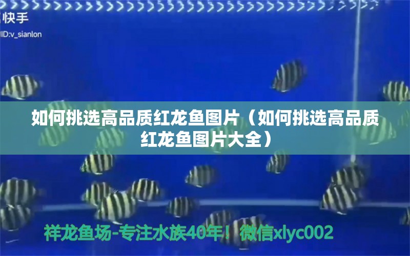 如何挑選高品質(zhì)紅龍魚圖片（如何挑選高品質(zhì)紅龍魚圖片大全）