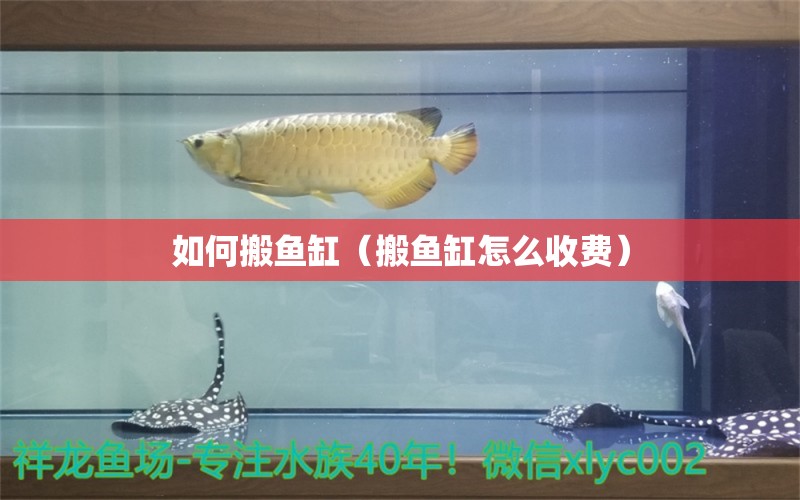 如何搬魚(yú)缸（搬魚(yú)缸怎么收費(fèi)）