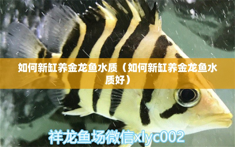 如何新缸養(yǎng)金龍魚水質(zhì)（如何新缸養(yǎng)金龍魚水質(zhì)好） 祥龍水族醫(yī)院