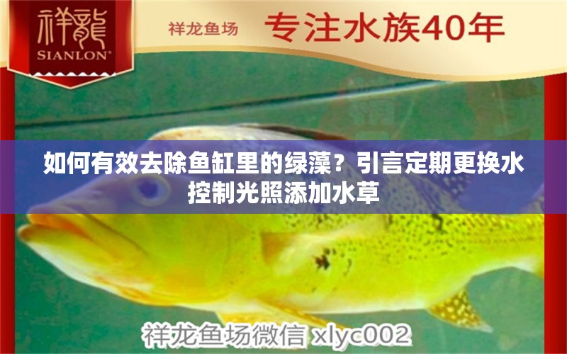 如何有效去除魚缸里的綠藻？引言定期更換水控制光照添加水草 水草